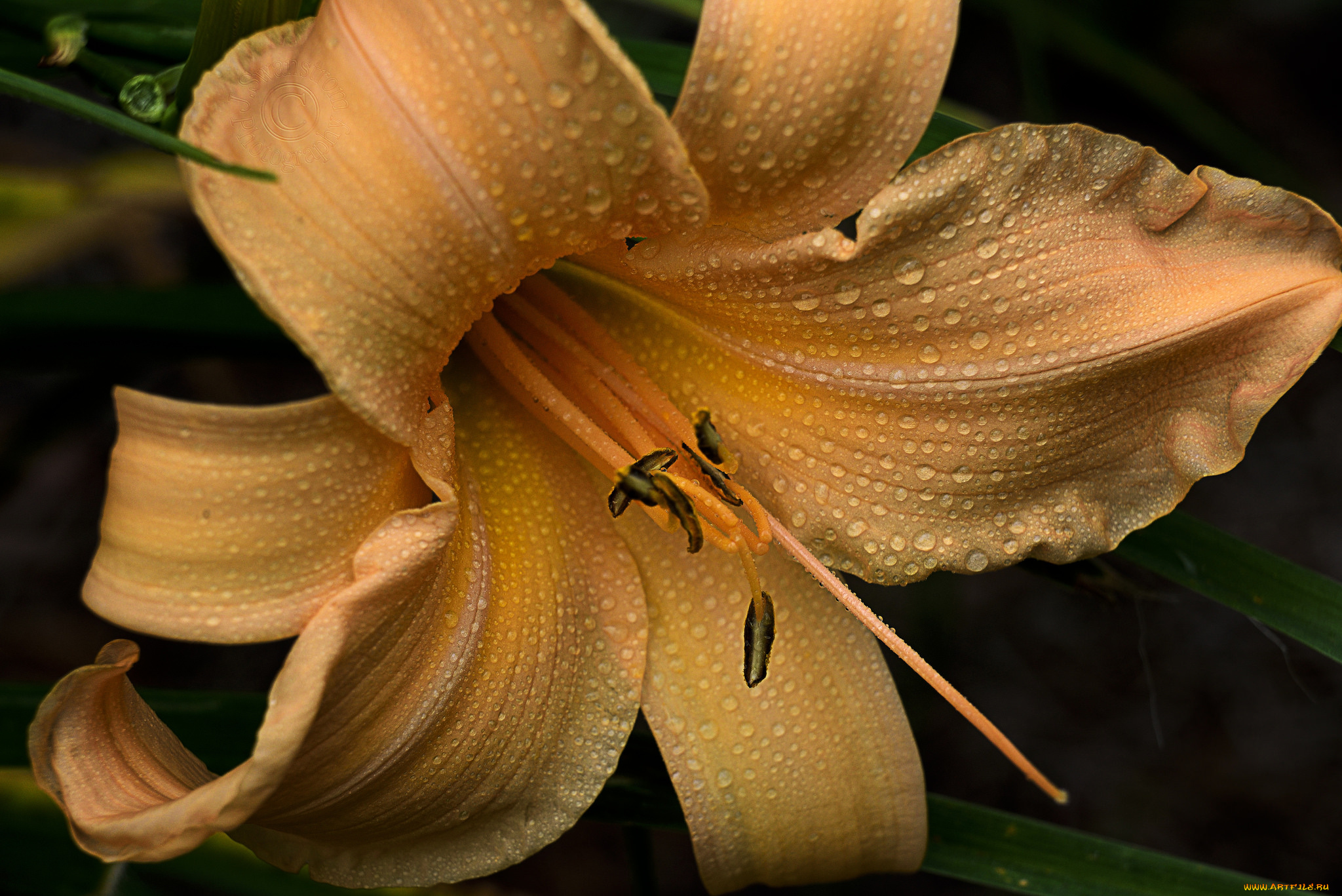 цветы, лилии, , лилейники, цветок