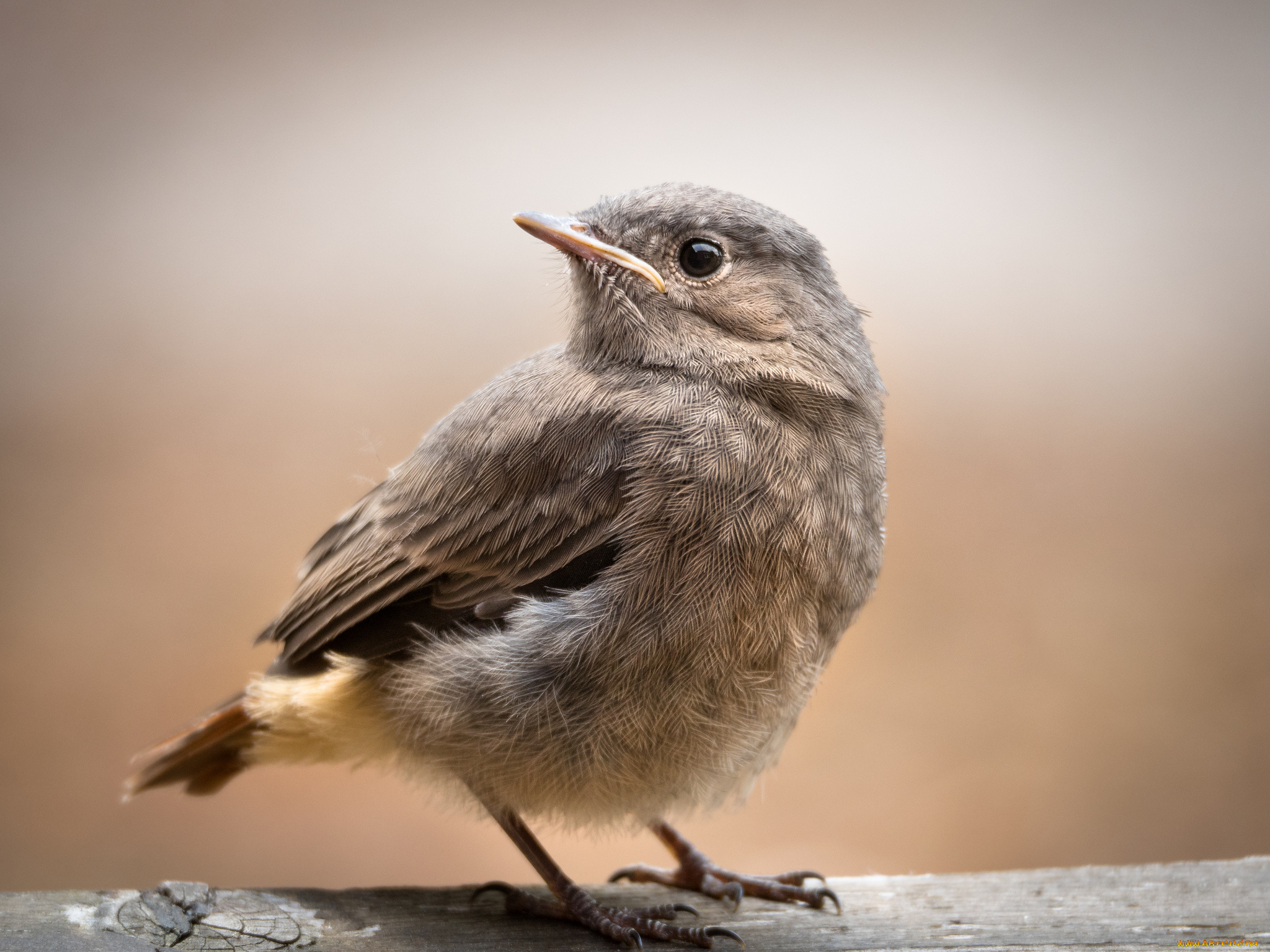 животные, воробьи, птичка