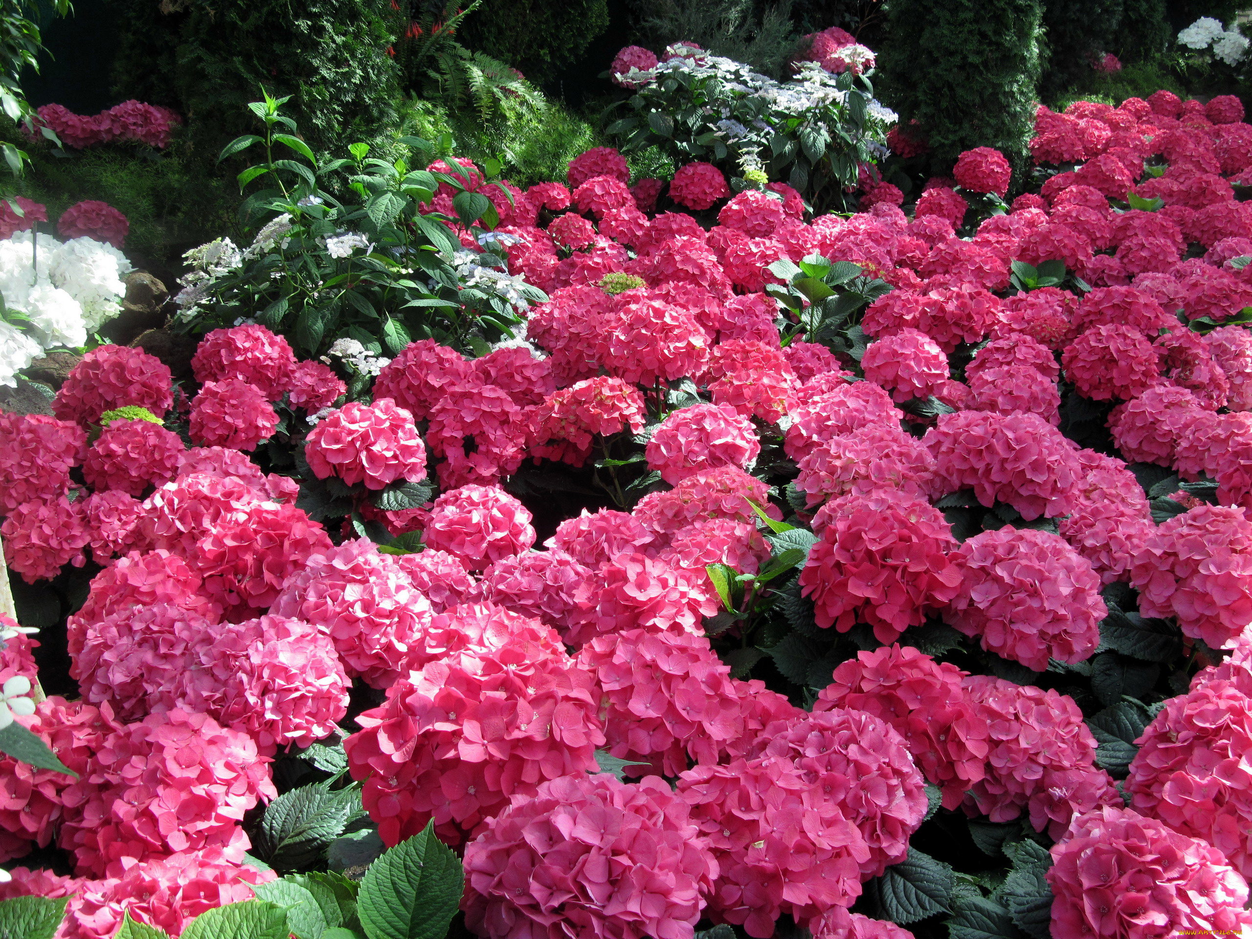 цветы, гортензия, розовый
