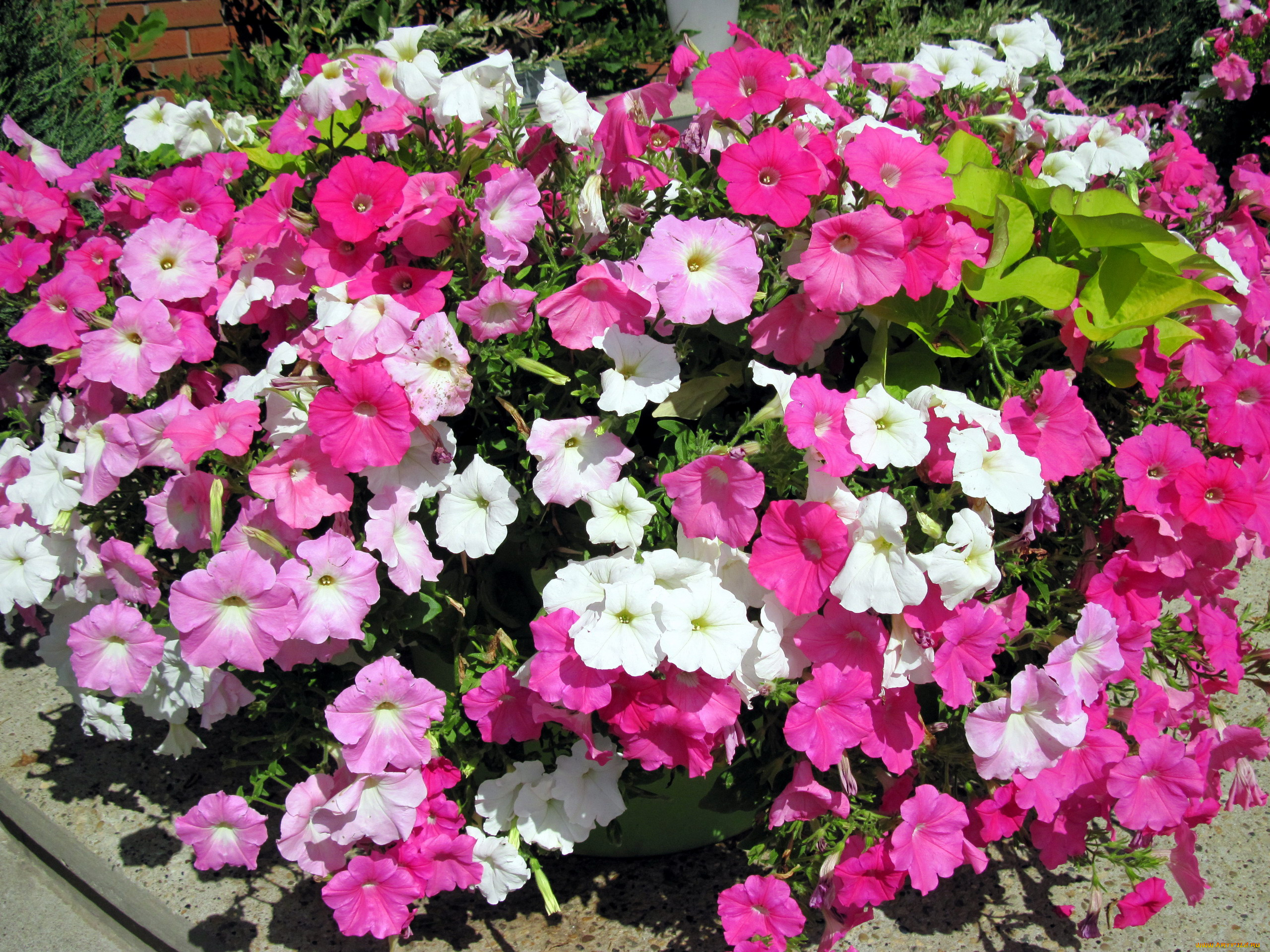 цветы, петунии, , калибрахоа, клумба