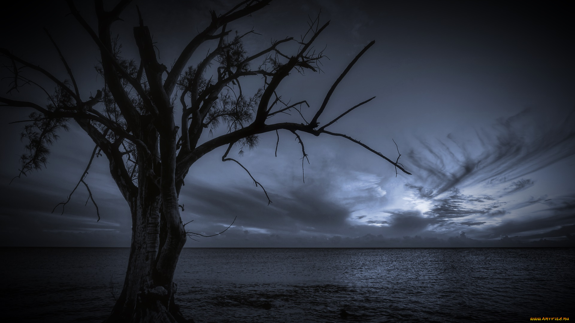 природа, деревья, ночь, дерево