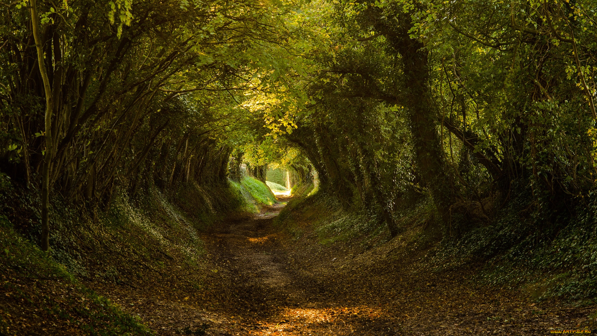 природа, дороги, дорога, лес