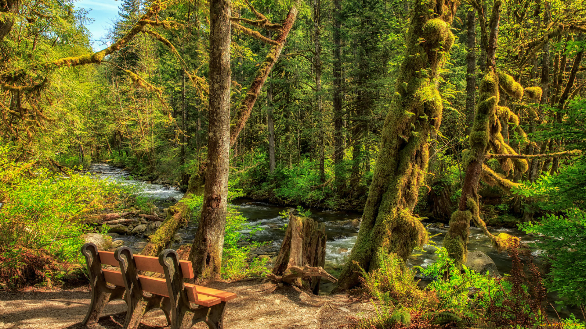 природа, лес, простор