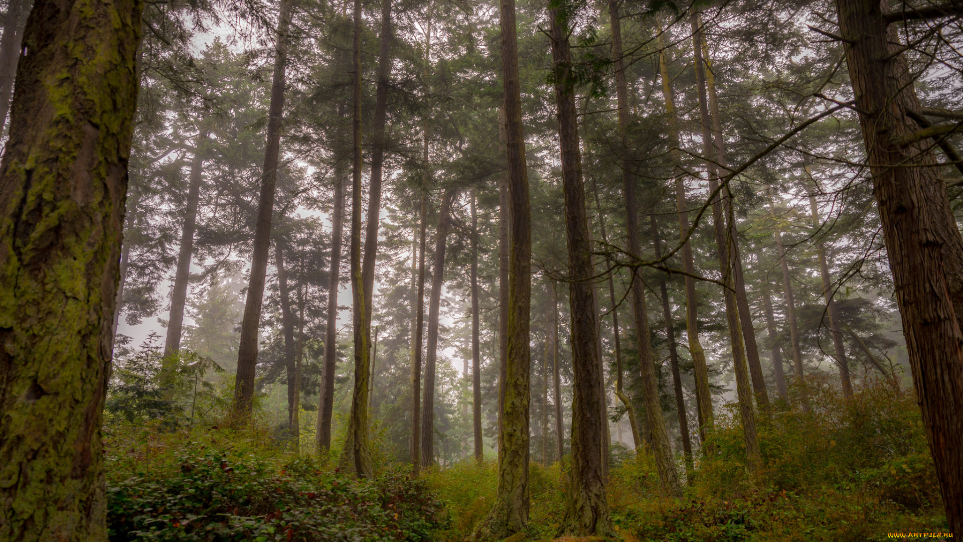 природа, лес, простор