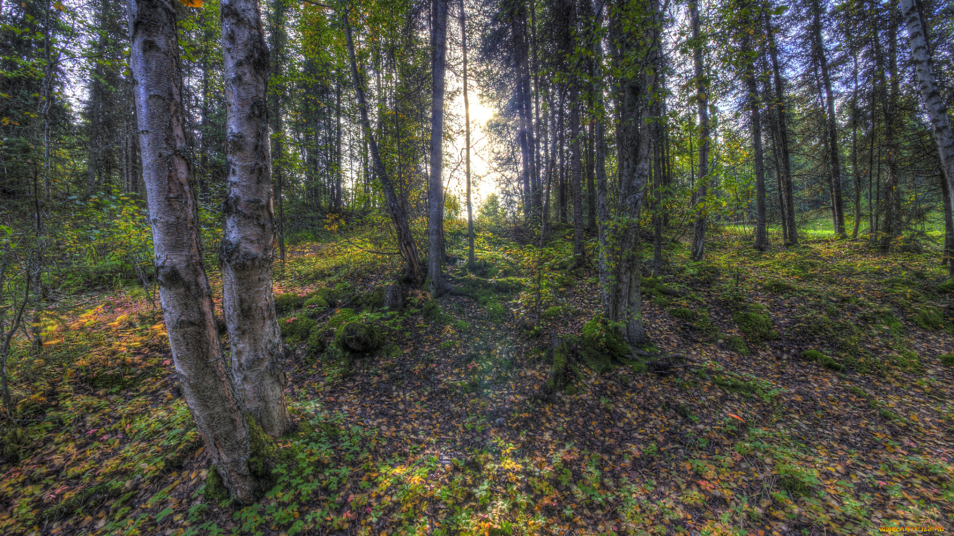 природа, лес, простор