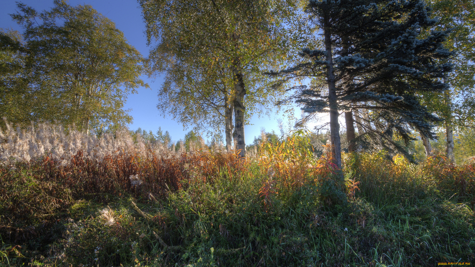 природа, лес, простор