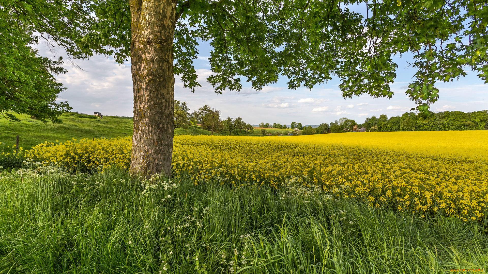 природа, поля, поле, холмы, трава, деревья, цветы