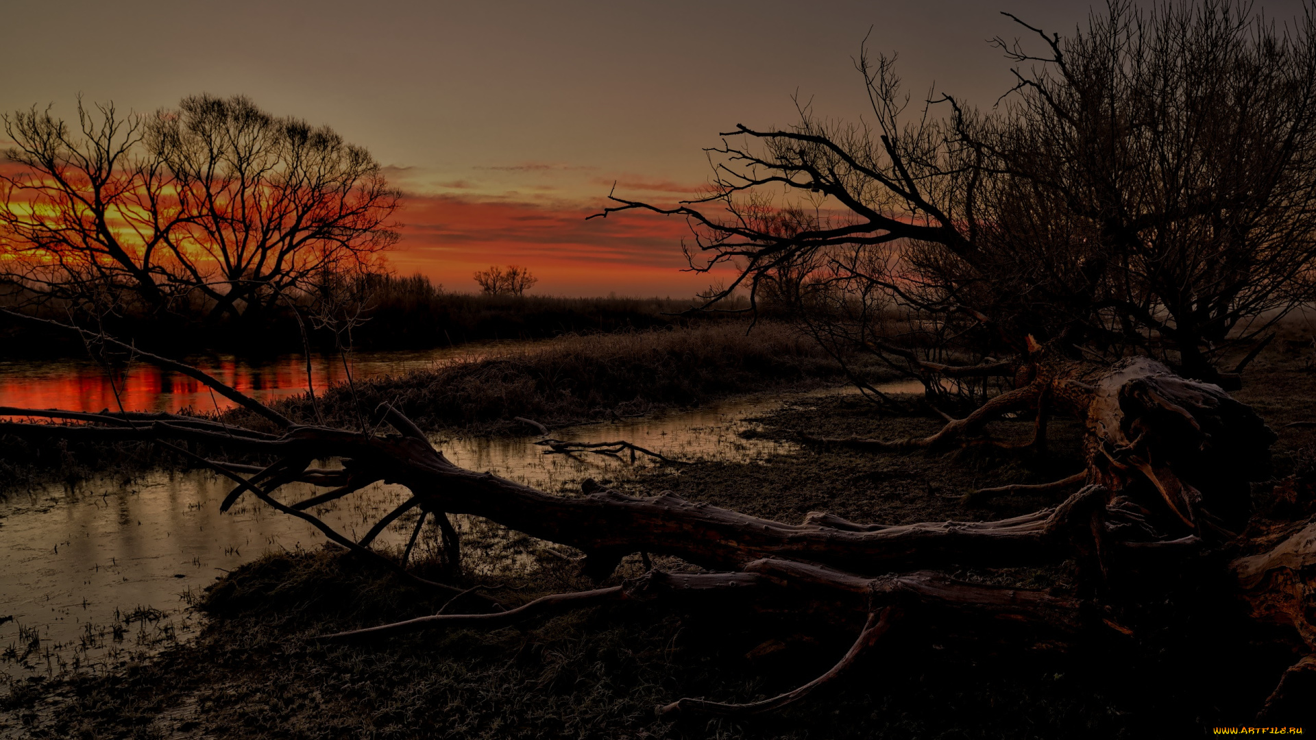 природа, реки, озера, коряга