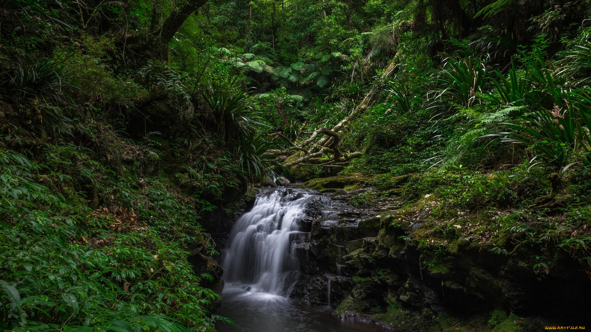 природа, водопады, лес, деревья, водопад, lamington, national, park