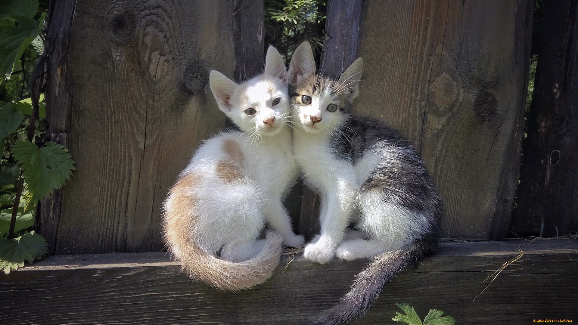 животные, коты, котики, котята