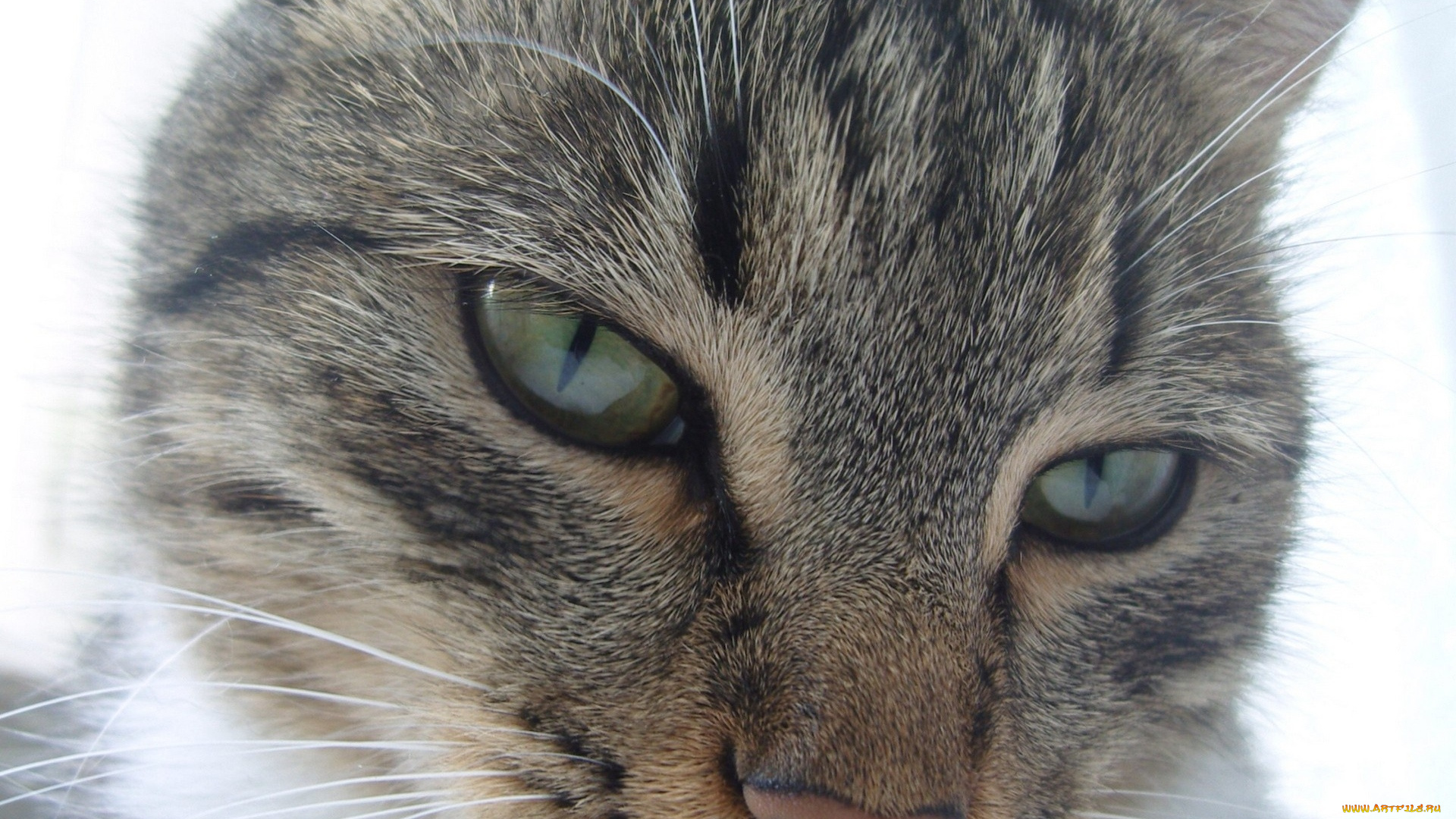 животные, коты, морда