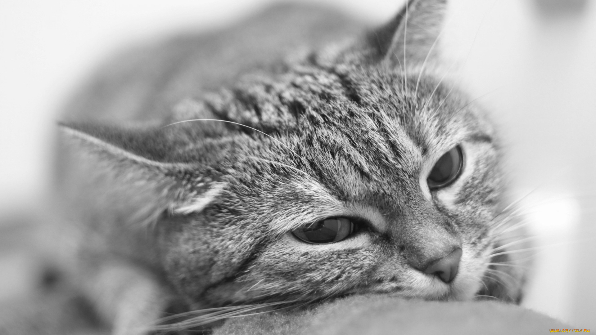 животные, коты, морда, черно-белое, фото