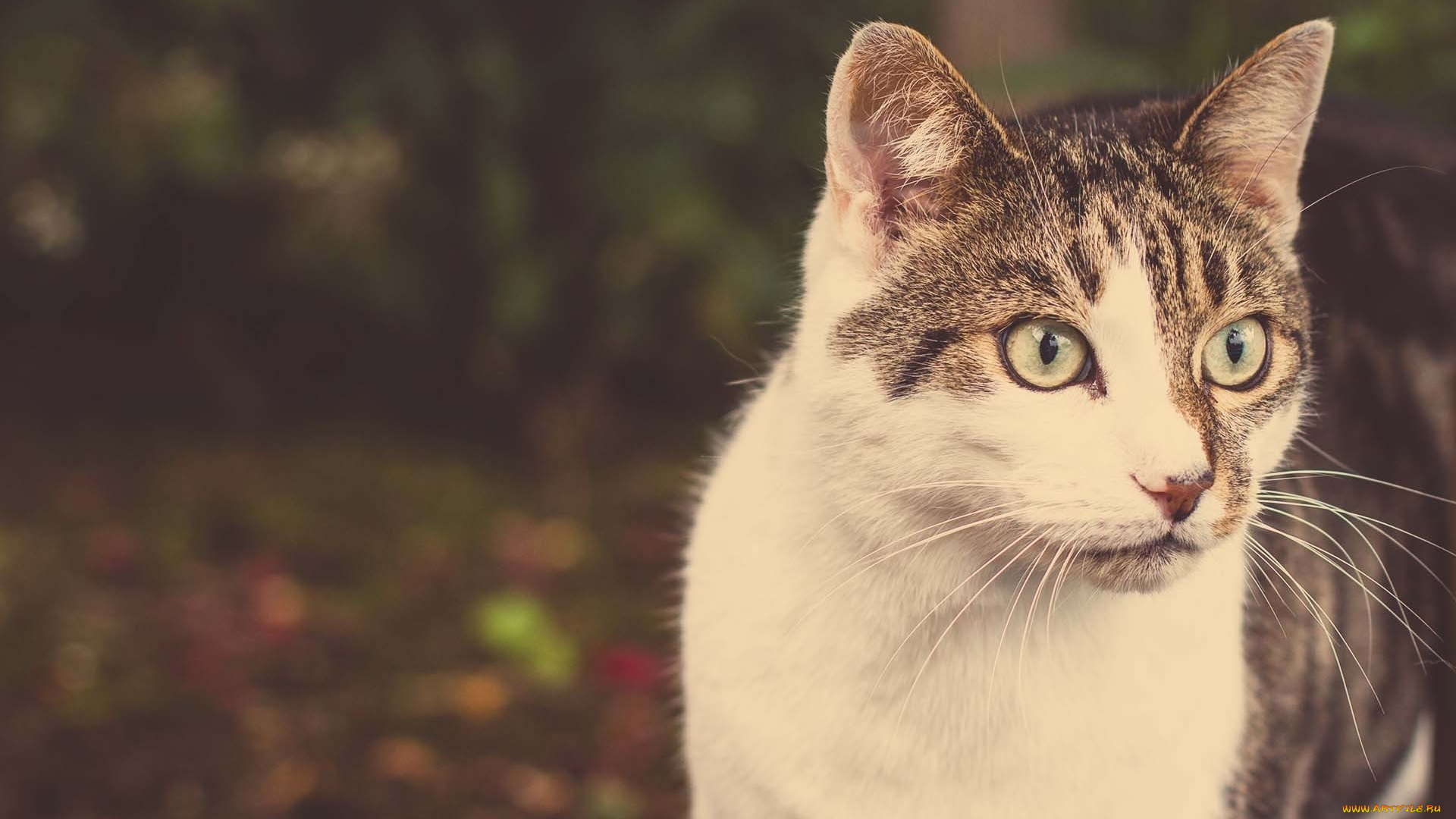 животные, коты, морда, взгляд