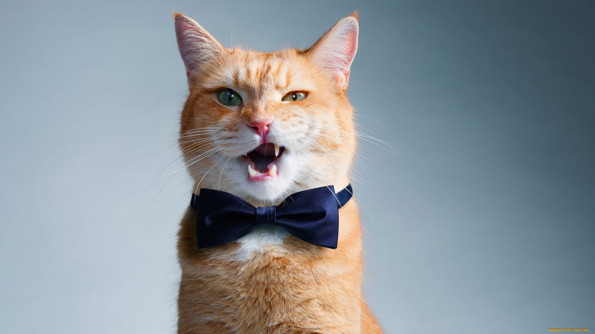 животные, коты, рыжий, кот