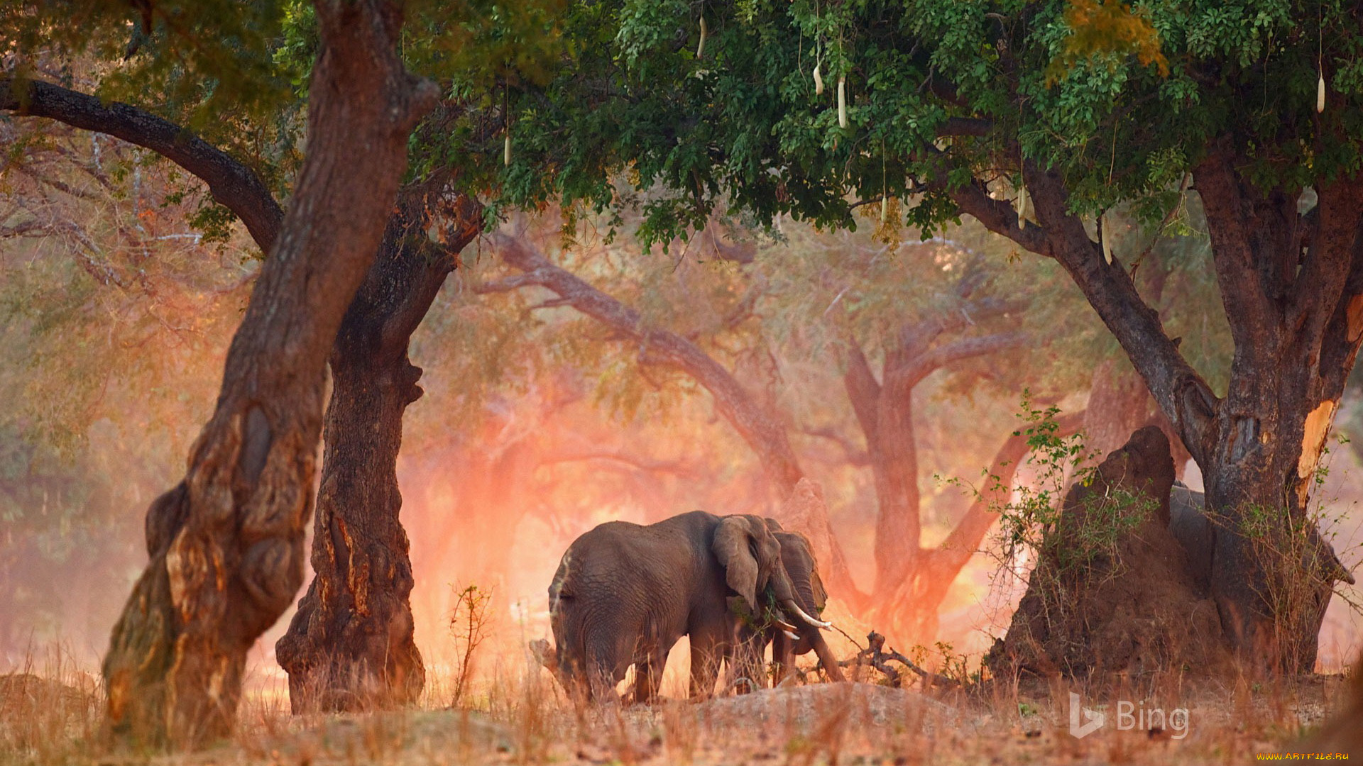 животные, слоны