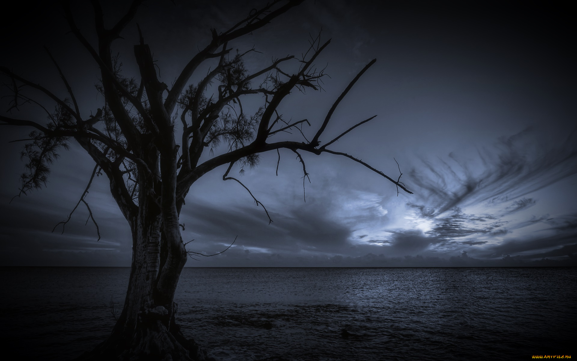 природа, деревья, ночь, дерево