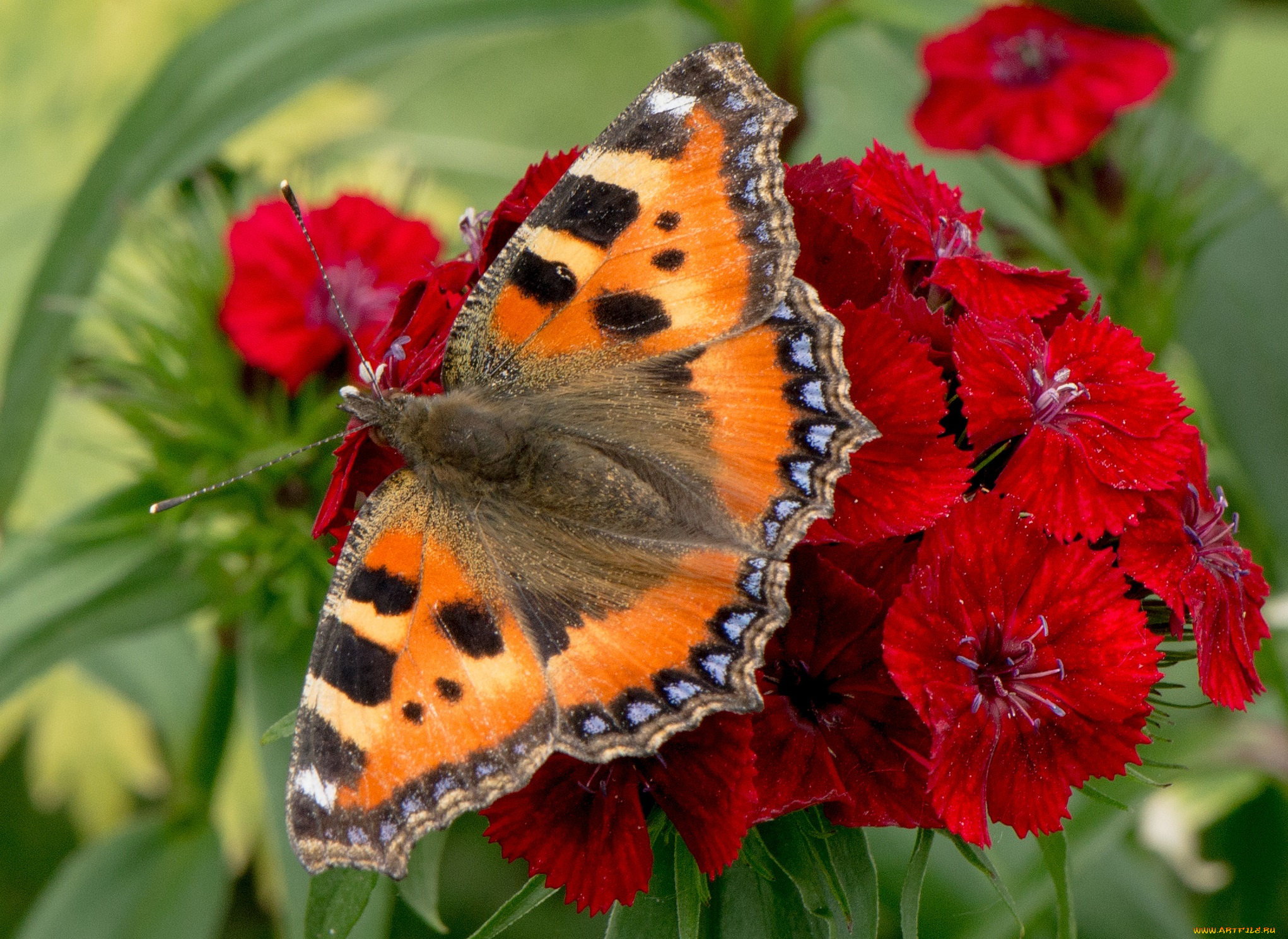 животные, бабочки, , мотыльки, , моли, бабочка