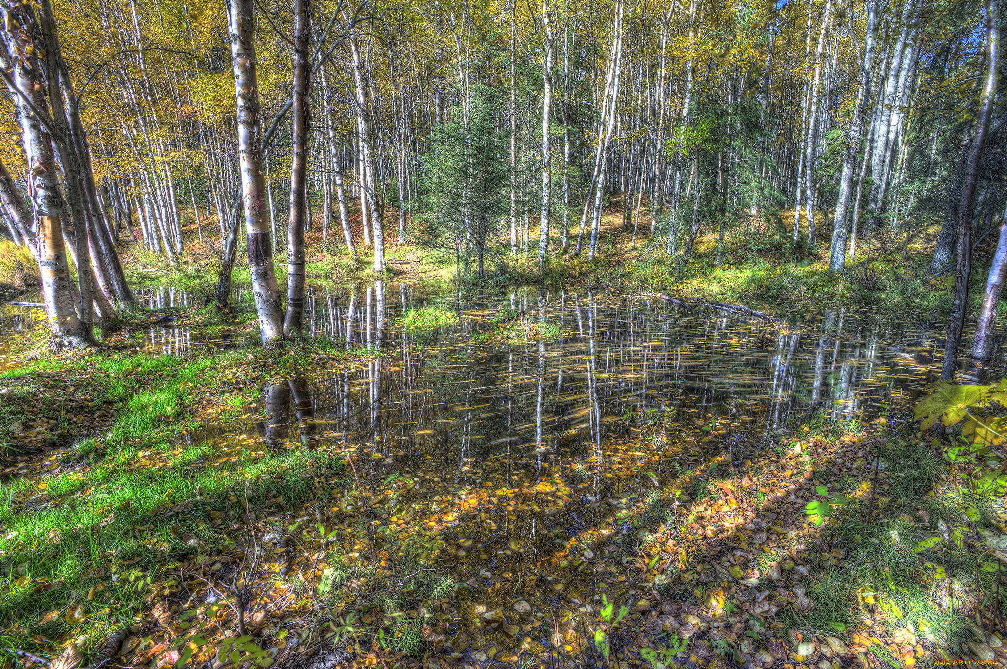 природа, лес, простор