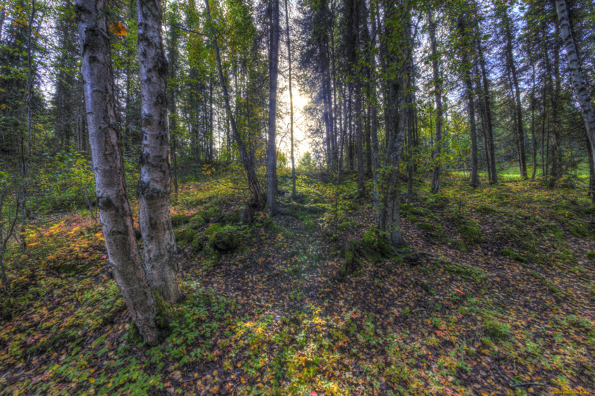 природа, лес, простор