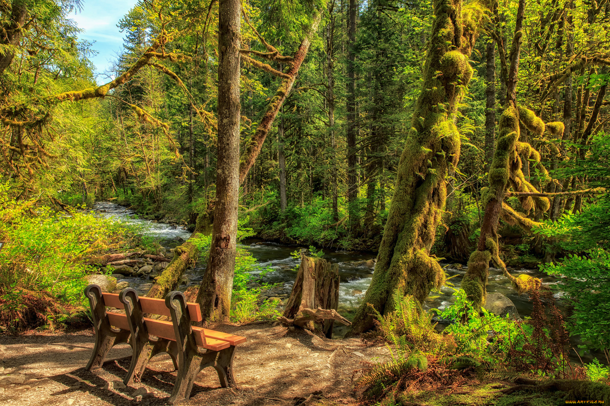 природа, лес, простор