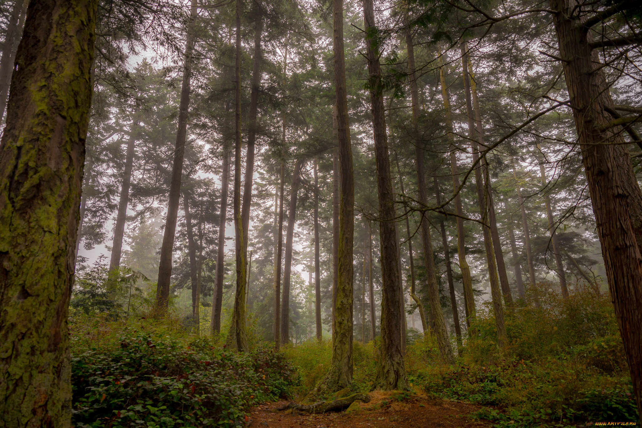 природа, лес, простор