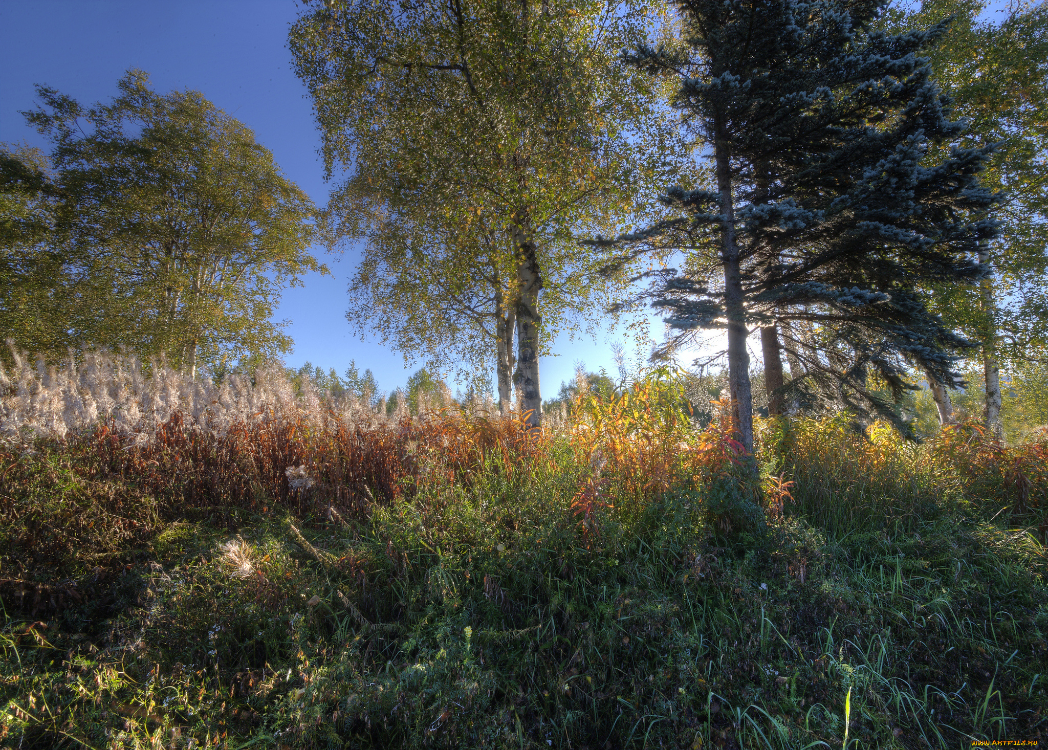 природа, лес, простор