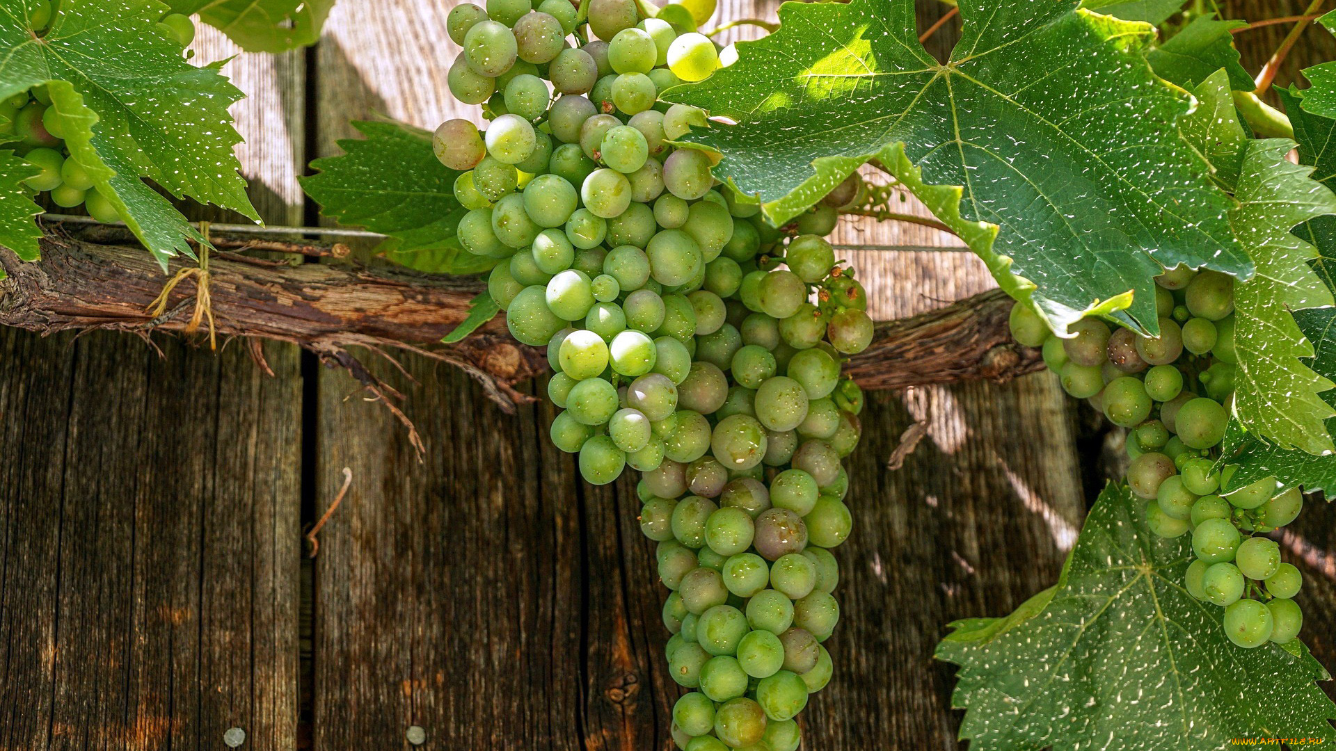 природа, ягоды, , виноград, грозди, виноград, зеленый, листья