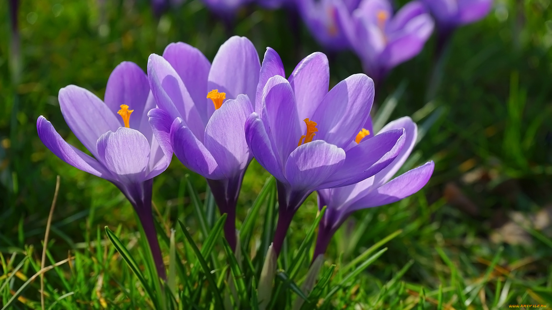 цветы, крокусы, лиловые, весна
