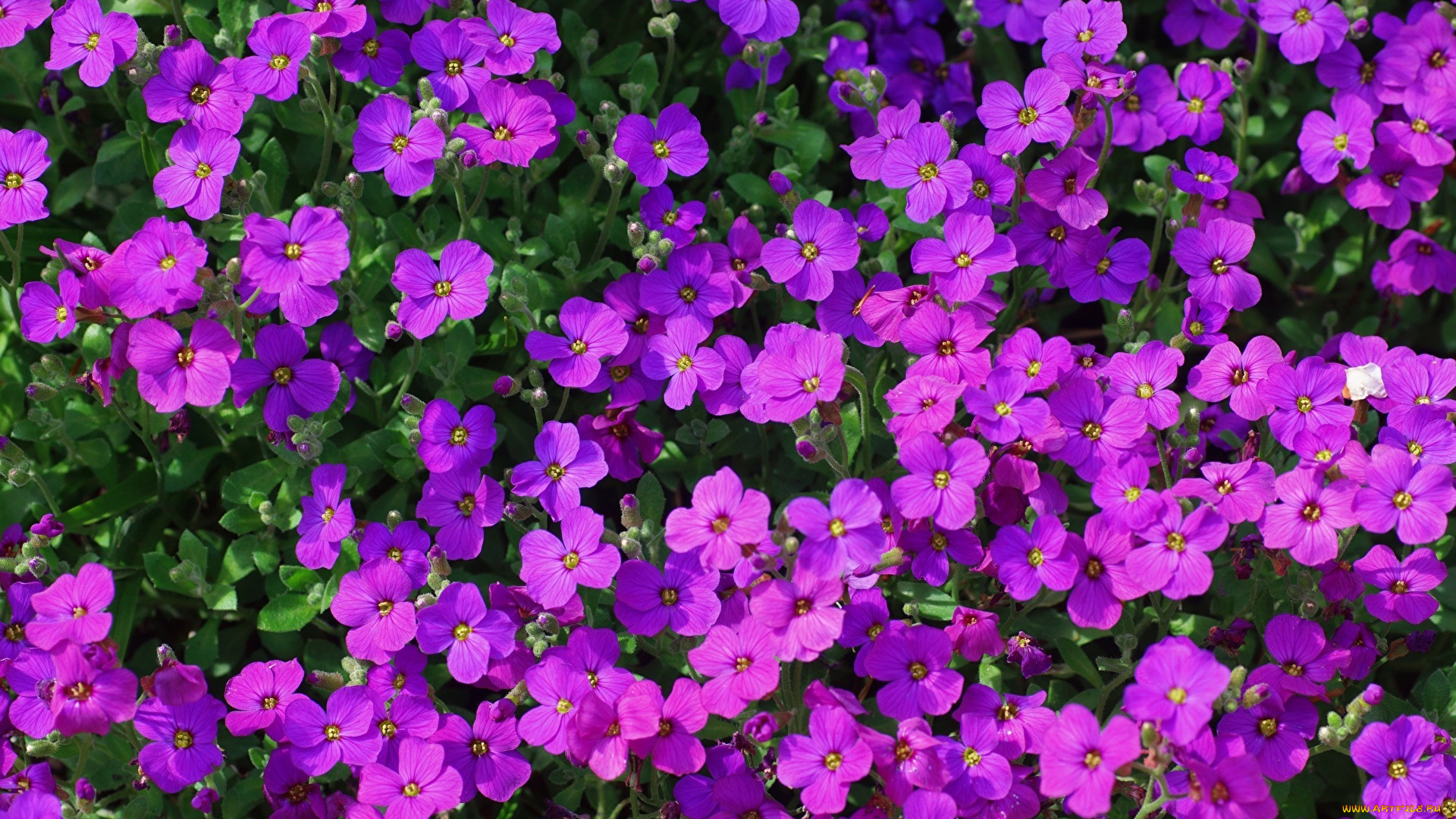 цветы, обриета, лиловая