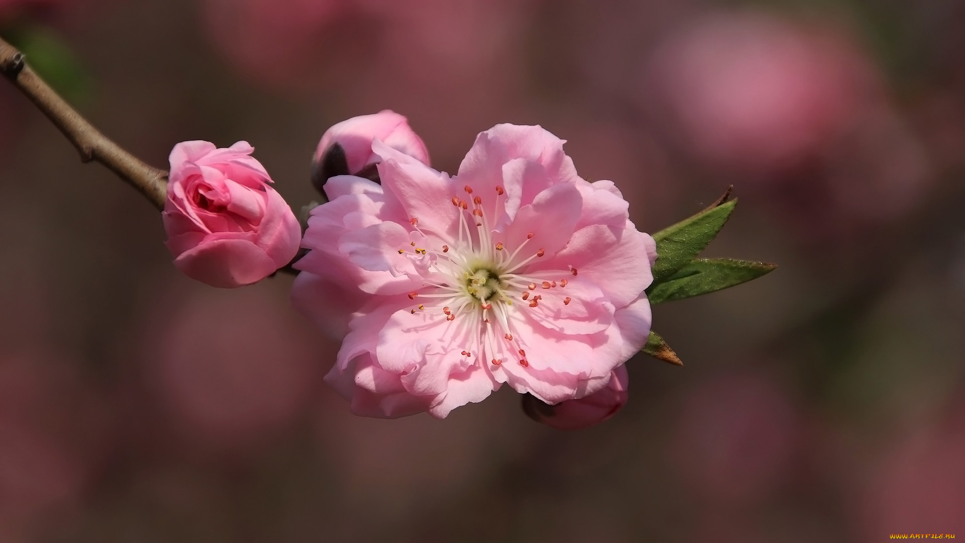 цветы, сакура, , вишня, цветущая, весна
