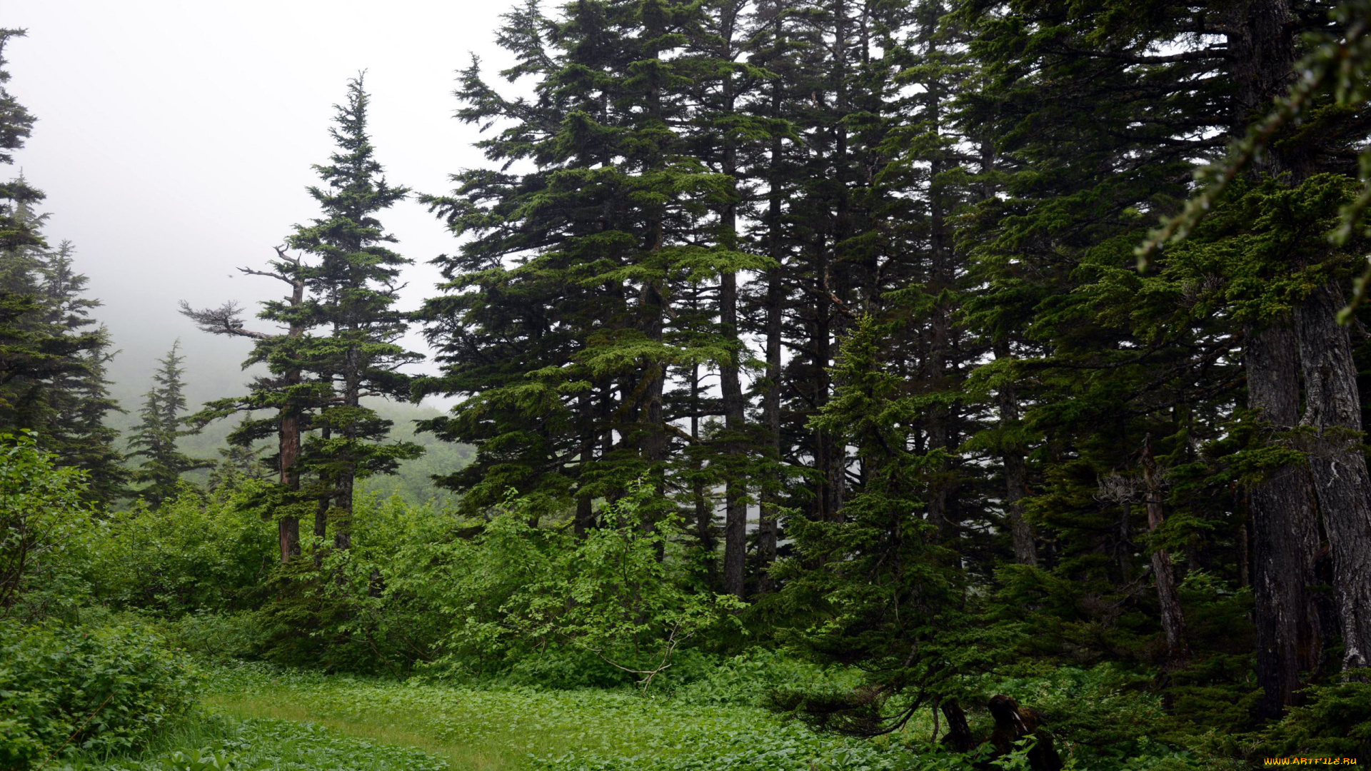 природа, лес, елки, полянка