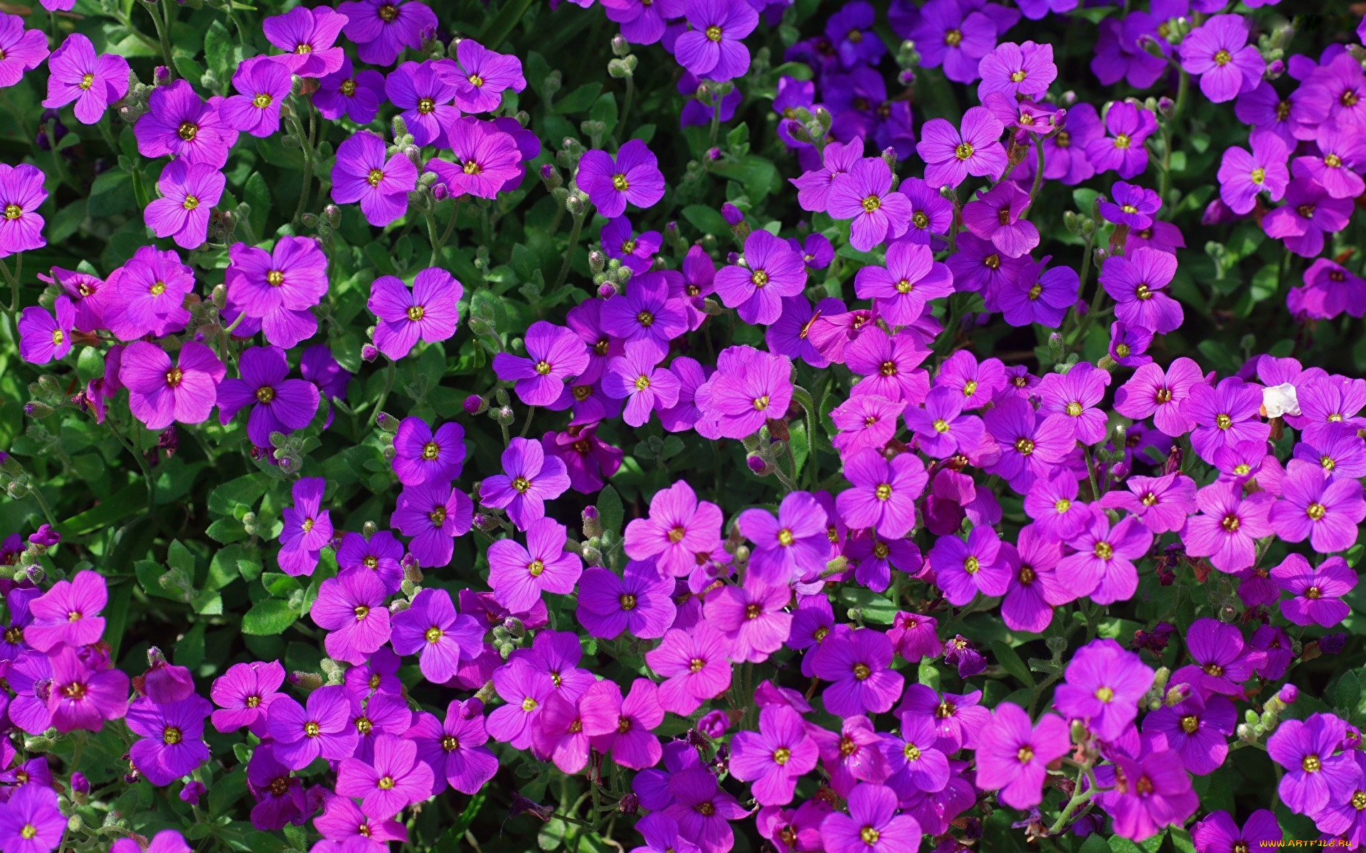 цветы, обриета, лиловая