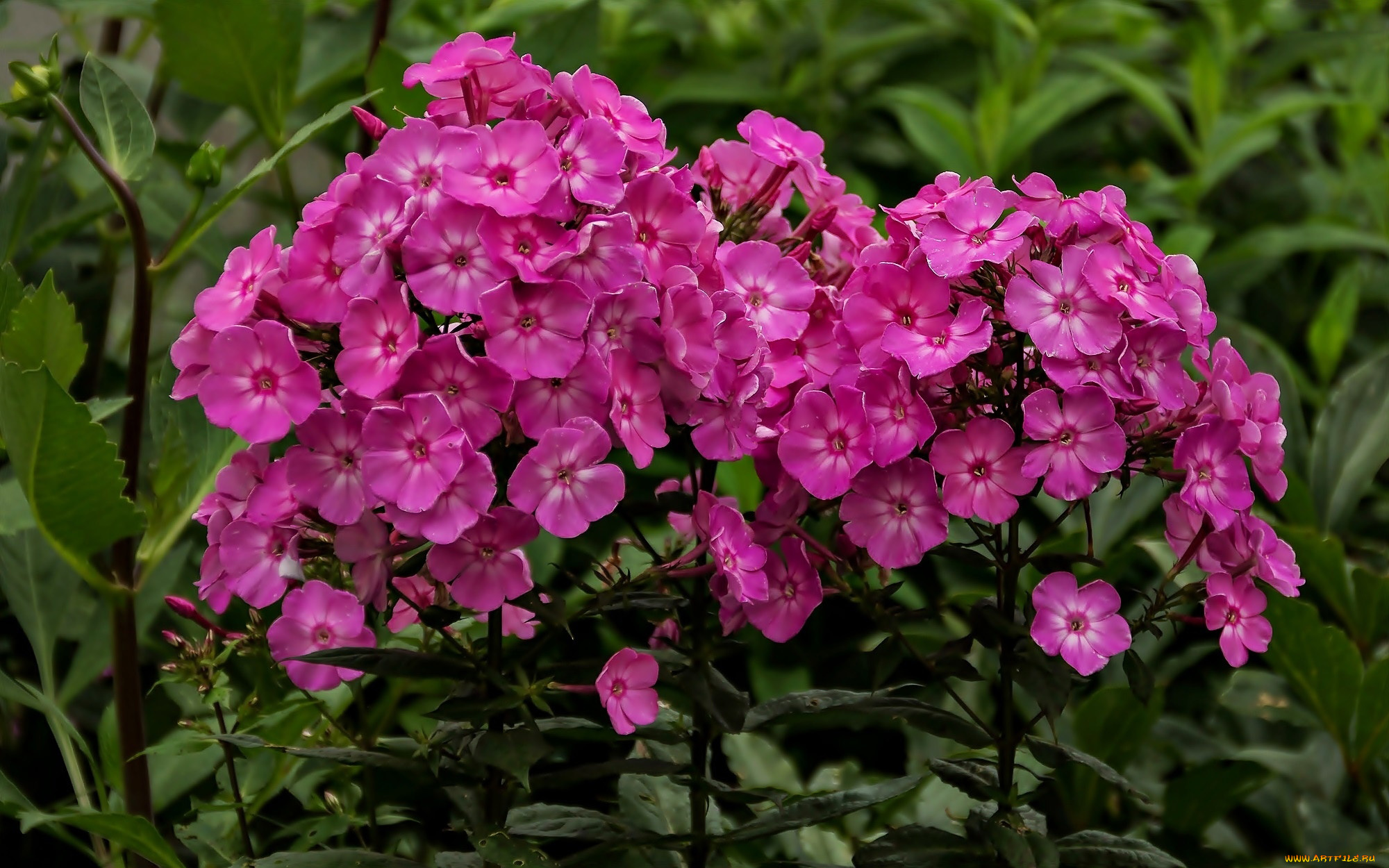 цветы, флоксы, розовые