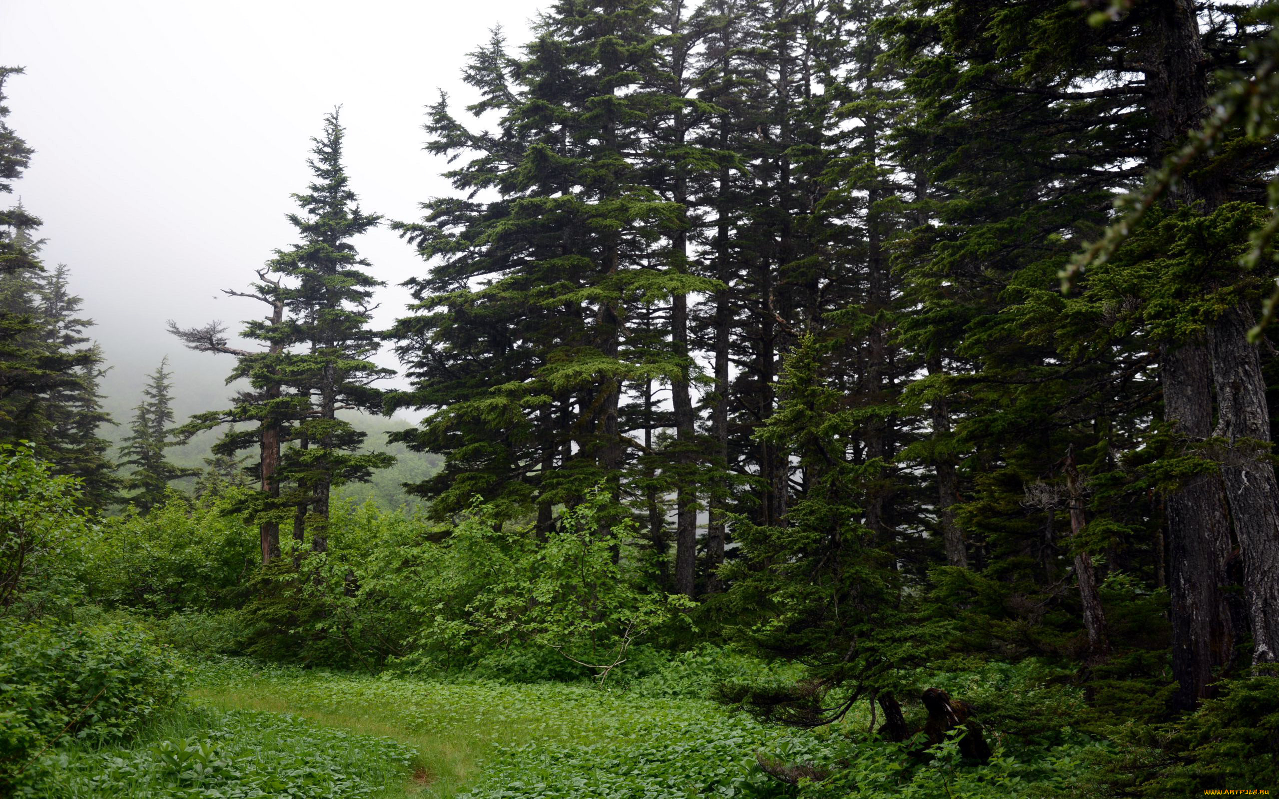 природа, лес, елки, полянка