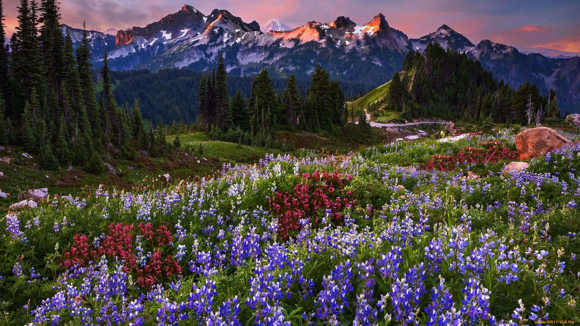 np, mount, rainier, usa, природа, луга, np, mount, rainier