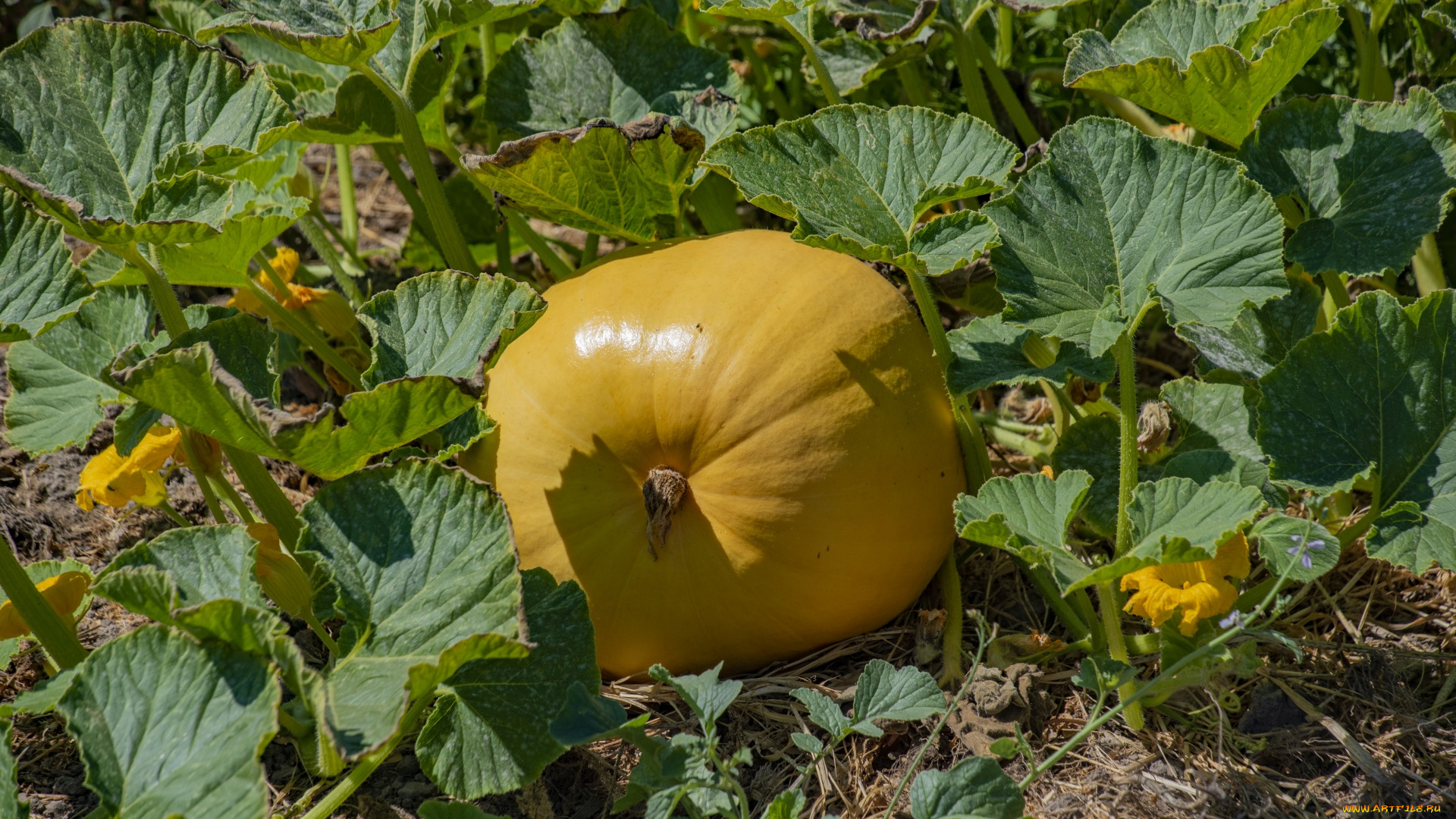 природа, плоды, тыква