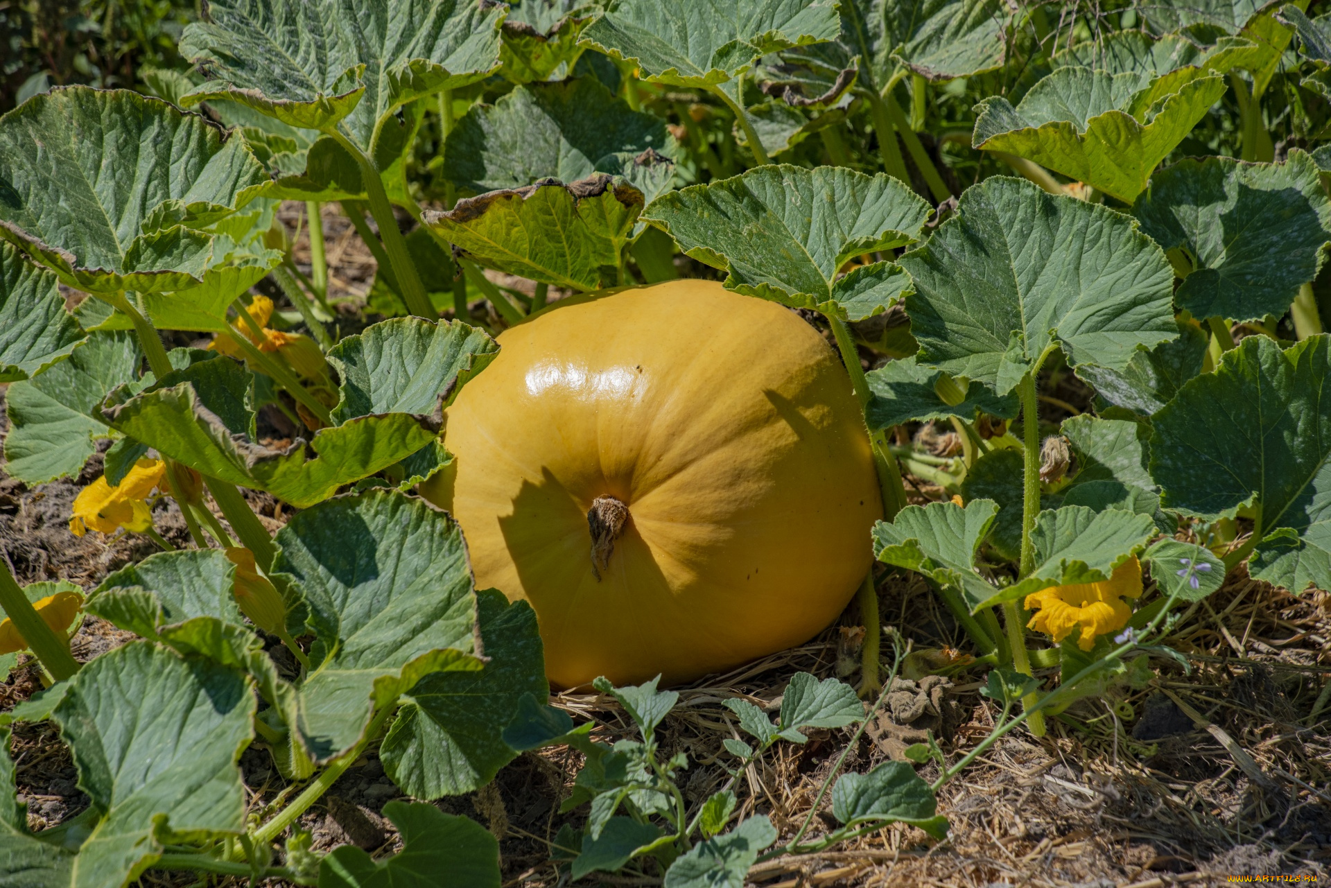 природа, плоды, тыква