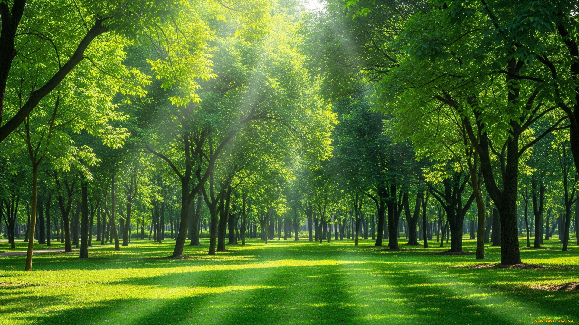 природа, парк, трава, солнце, деревья, обои, тень