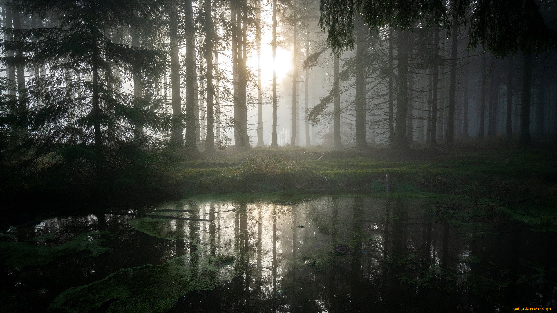 природа, реки, озера, лес, деревья, солнце, болото