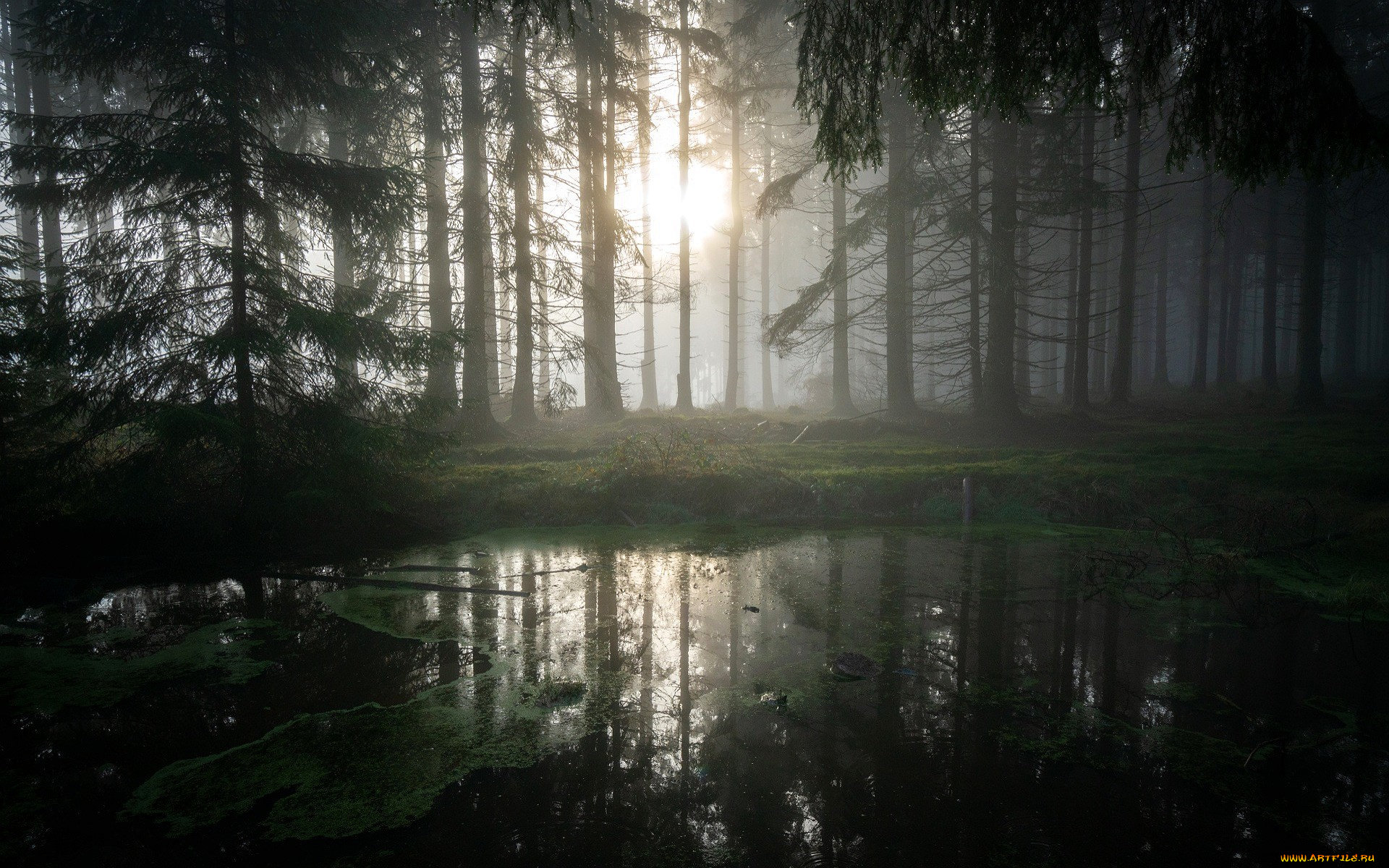 природа, реки, озера, лес, деревья, солнце, болото