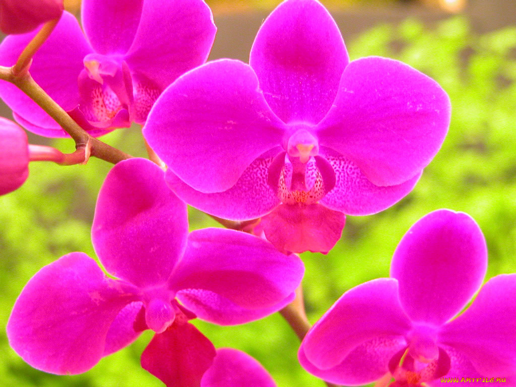 цветы, орхидеи