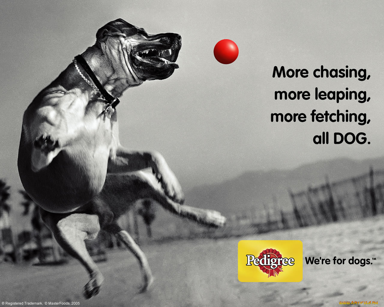 бренды, pedigree