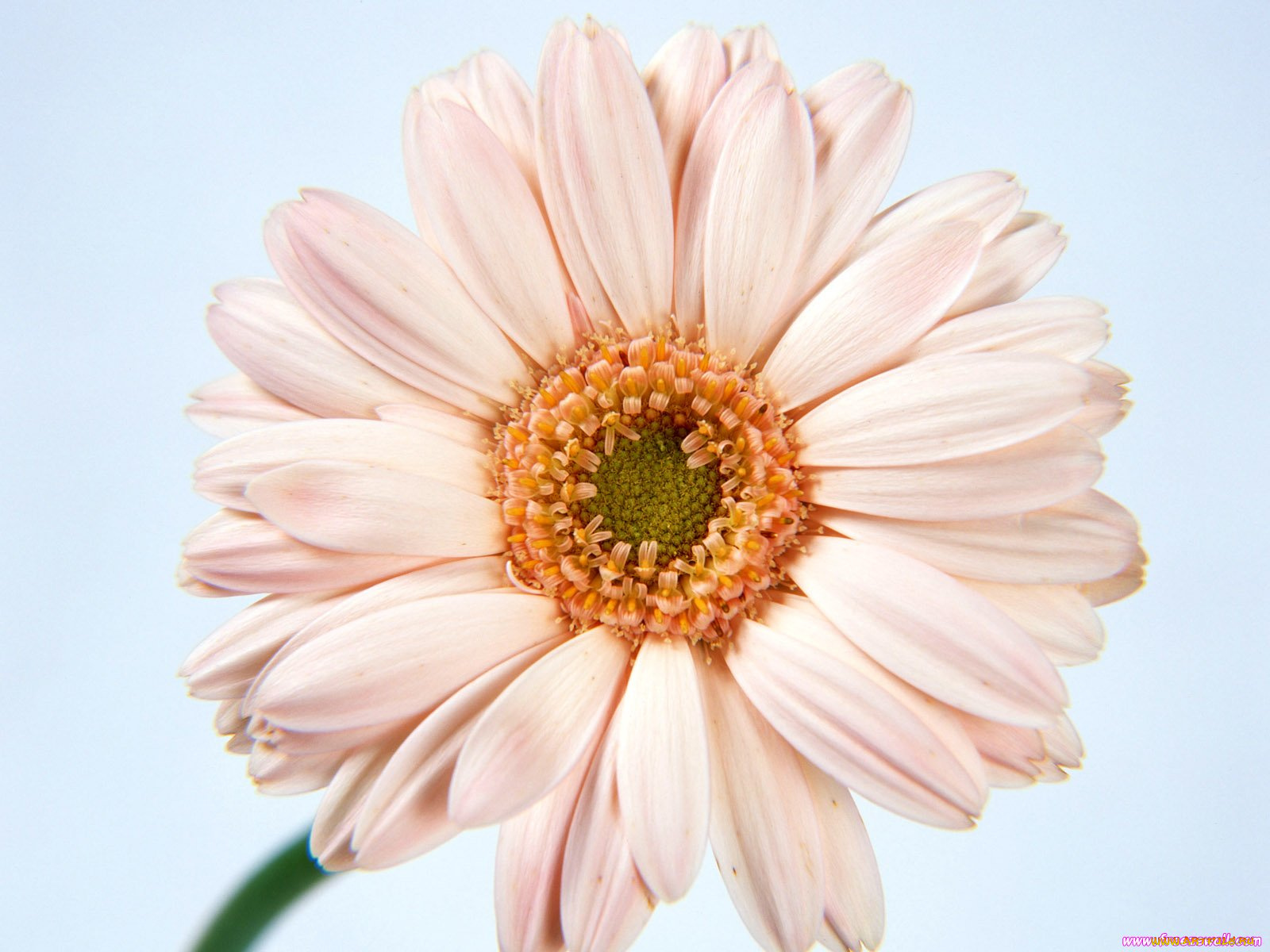 цветы, герберы