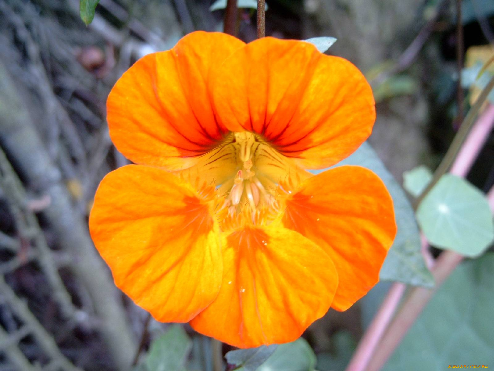 цветы, настурции