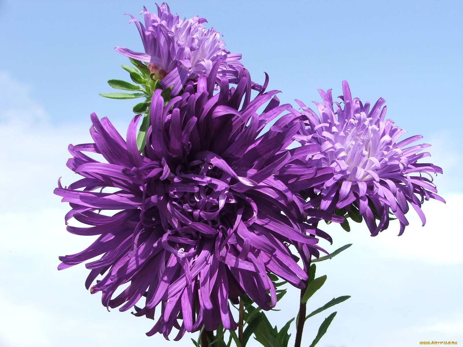 kwiaty, цветы, астры