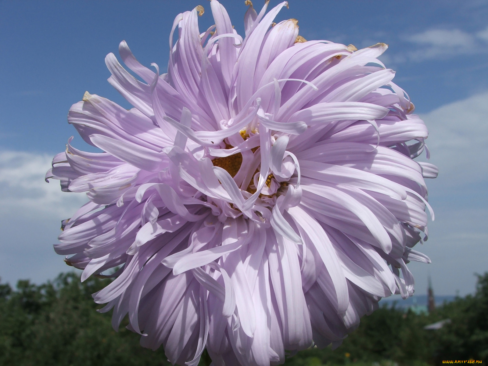 kwiaty, цветы, астры