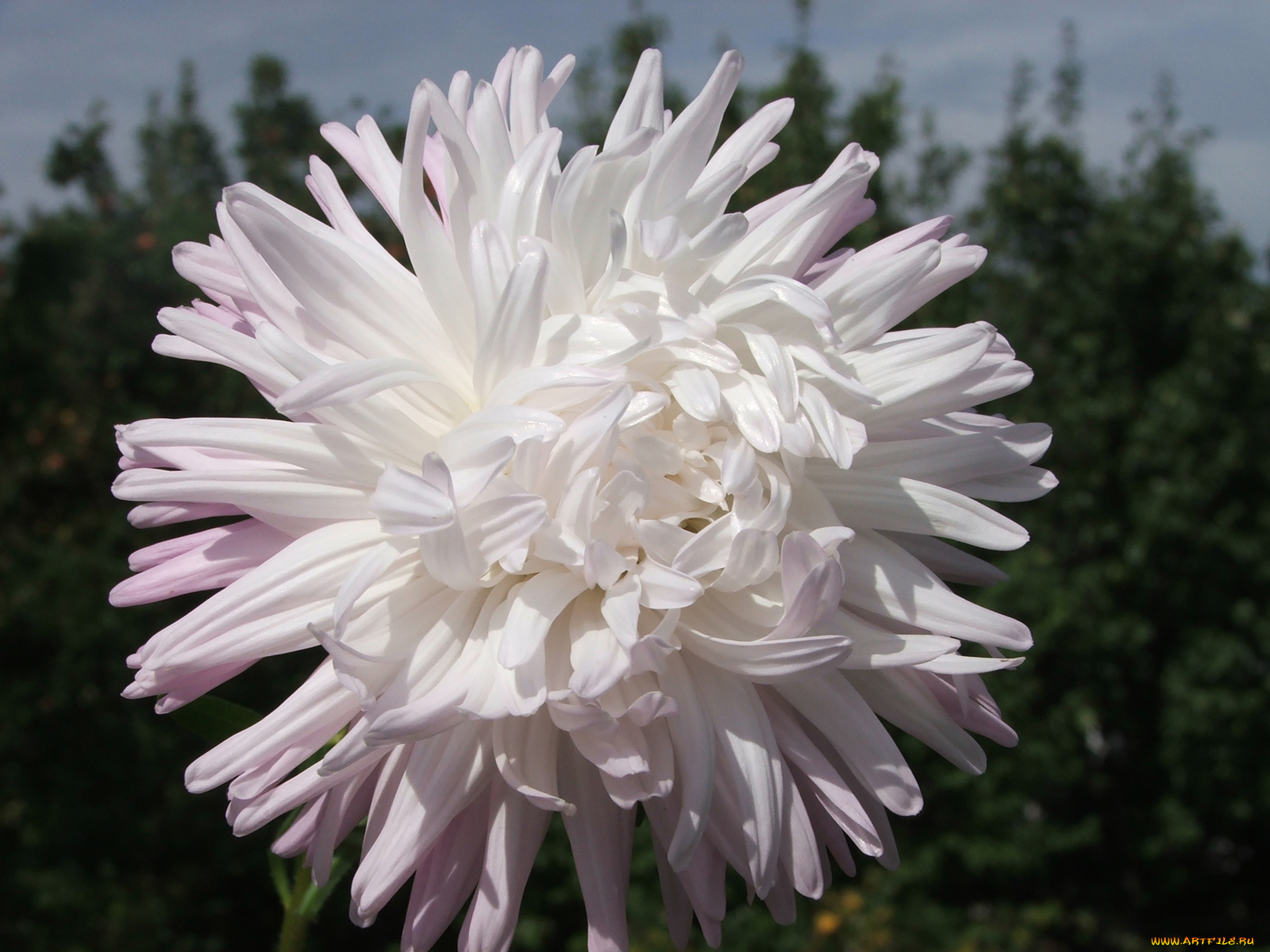 kwiaty, цветы, астры