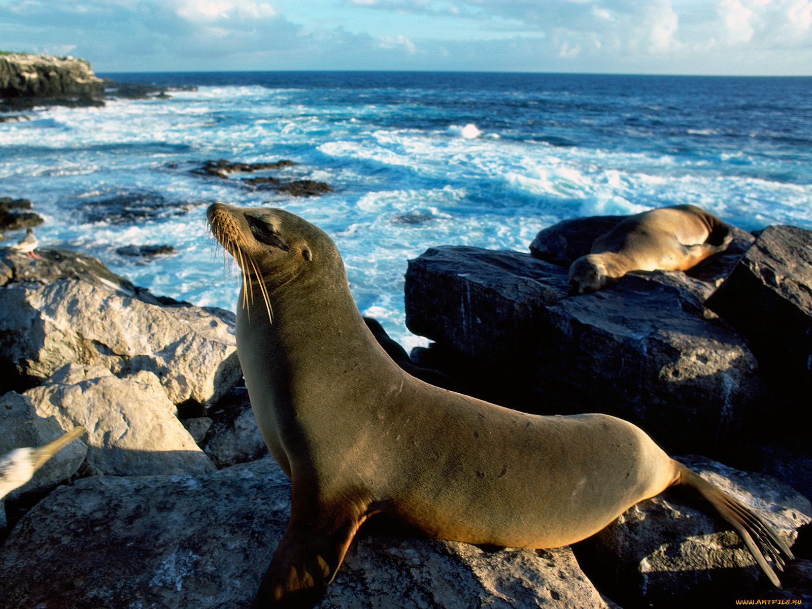 животные, тюлени, морские, львы, котики
