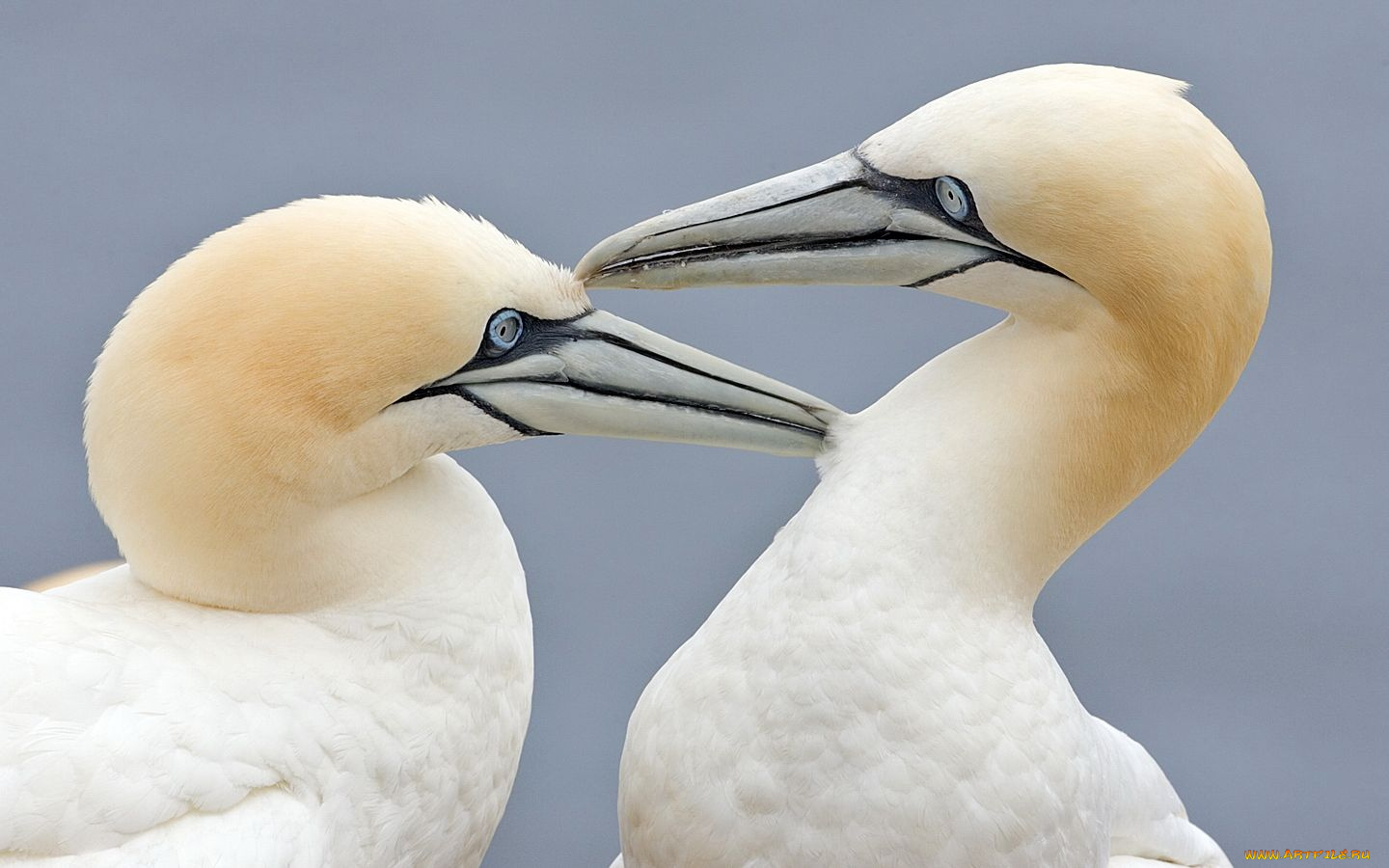 животные, олуши