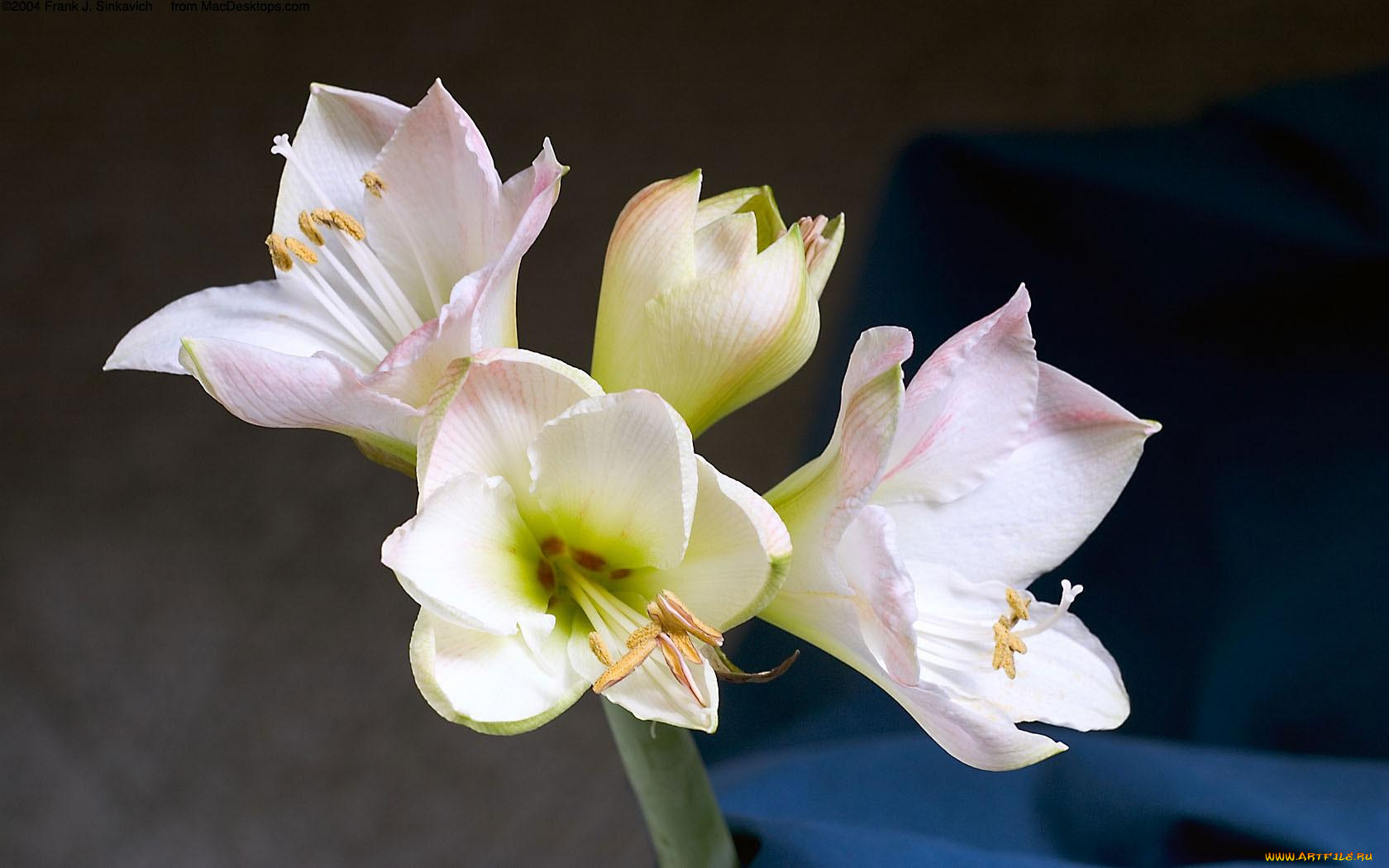 цветы, амариллисы, гиппеаструмы